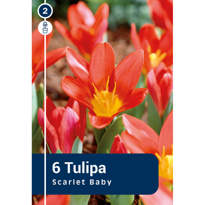 Bulbes de tulipes Scarlet Baby 10 pièces