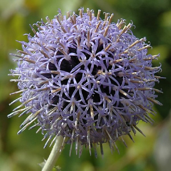 6 x Boule azurée 'Taplow Blue' - Echinops bannaticus 'Taplow Blue'- godet 9cm x 9cm