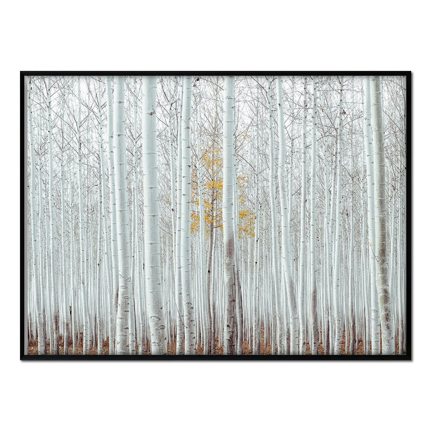 BOSQUE - Affiche avec cadre noir - Forêt Blanche - 50x70