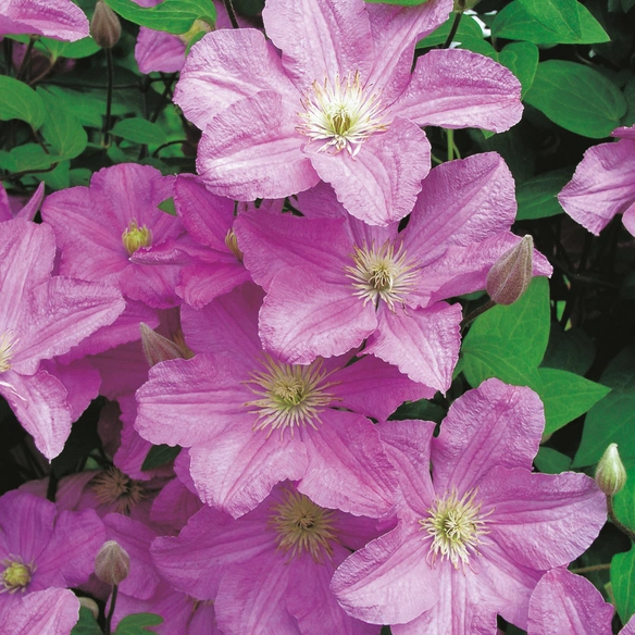 Waldrebe, Clematis »Rosa«, Blüte: rosa/pink
