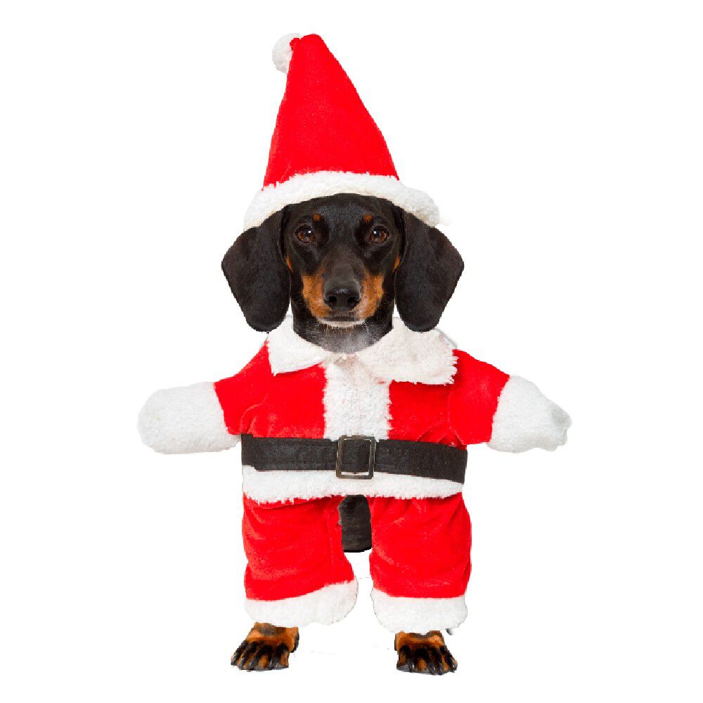 Déguisement de Père No&euml;l pour chien effet humain taille M/L