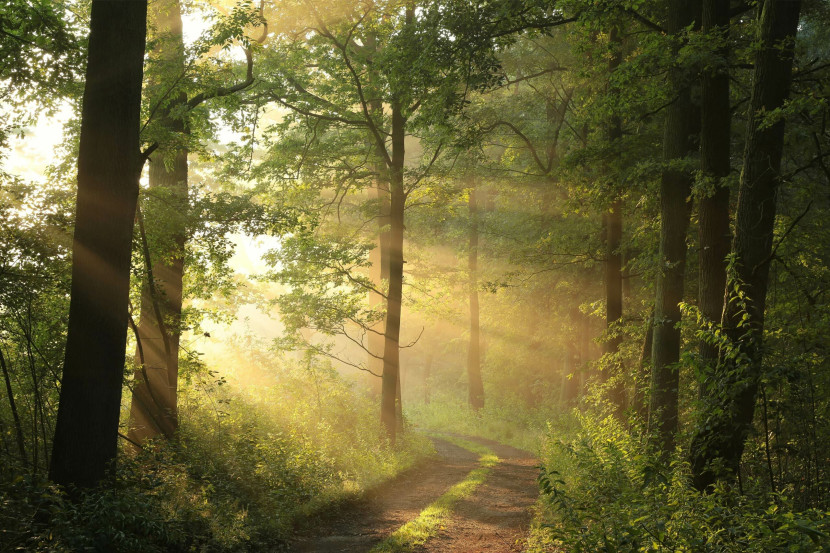 Fototapeta Promienie Słońca W Lesie 3D 90x60cm