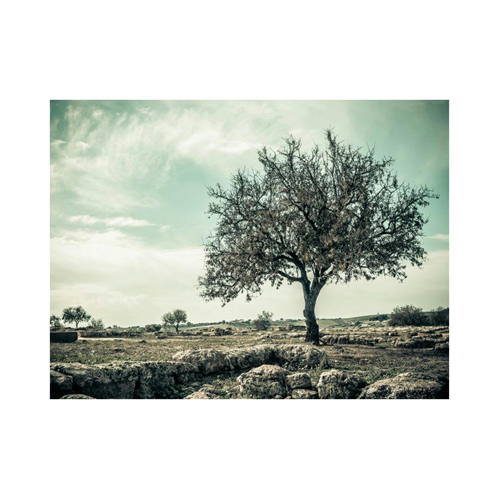 - Papier peint panoramique arbre vintage 300x231 cm