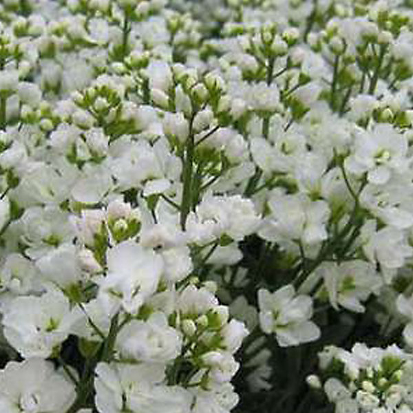 6 x Arabette du Caucase 'Plena' - Arabis Caucasica 'Plena'- godet 9cm x 9cm