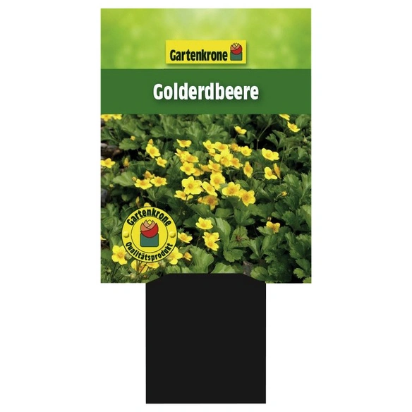 Golderdbeere, Waldsteinia ternata, Blattfarbe: grün, Blüte: gelb