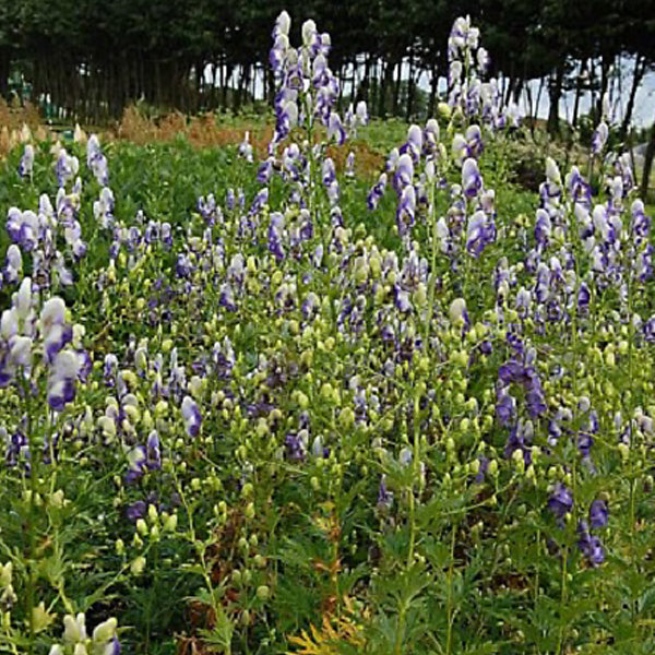 6 x Aconit 'Bicolor' - Aconitum cammarum 'Bicolor'- godet 9cm x 9cm