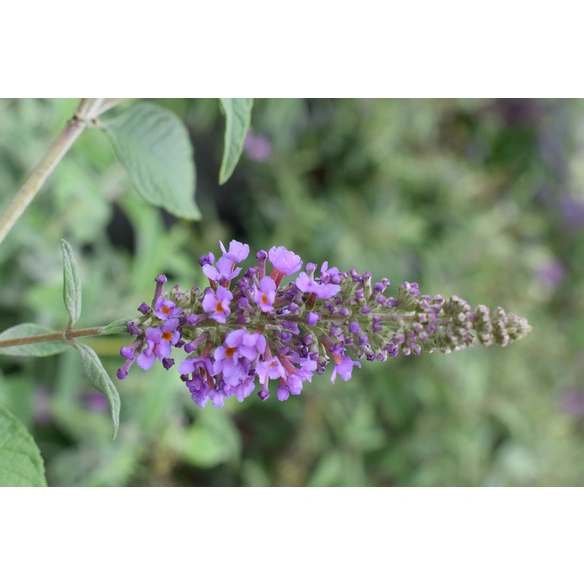 Zwerg-Sommerflieder, Buddleja davidii »Lavender Cupcake®«, Blätter: grün, Blüten: lavendelblau