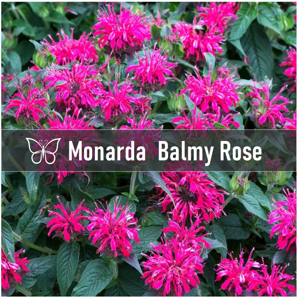 5 BALMY ROSE Monarda Bee Balm Live Perennial Starter Plant Plugs