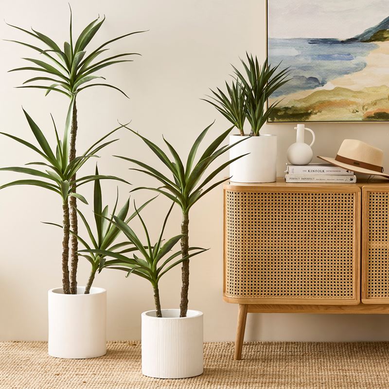 Heneken Potted Plant 53cm