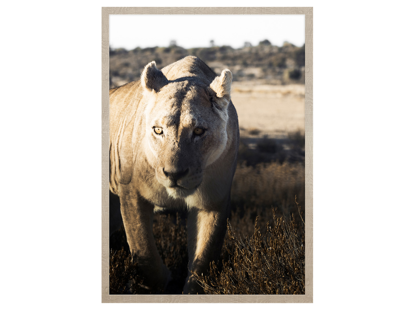 Obraz w ramie Lurking Lion 53x73 cm