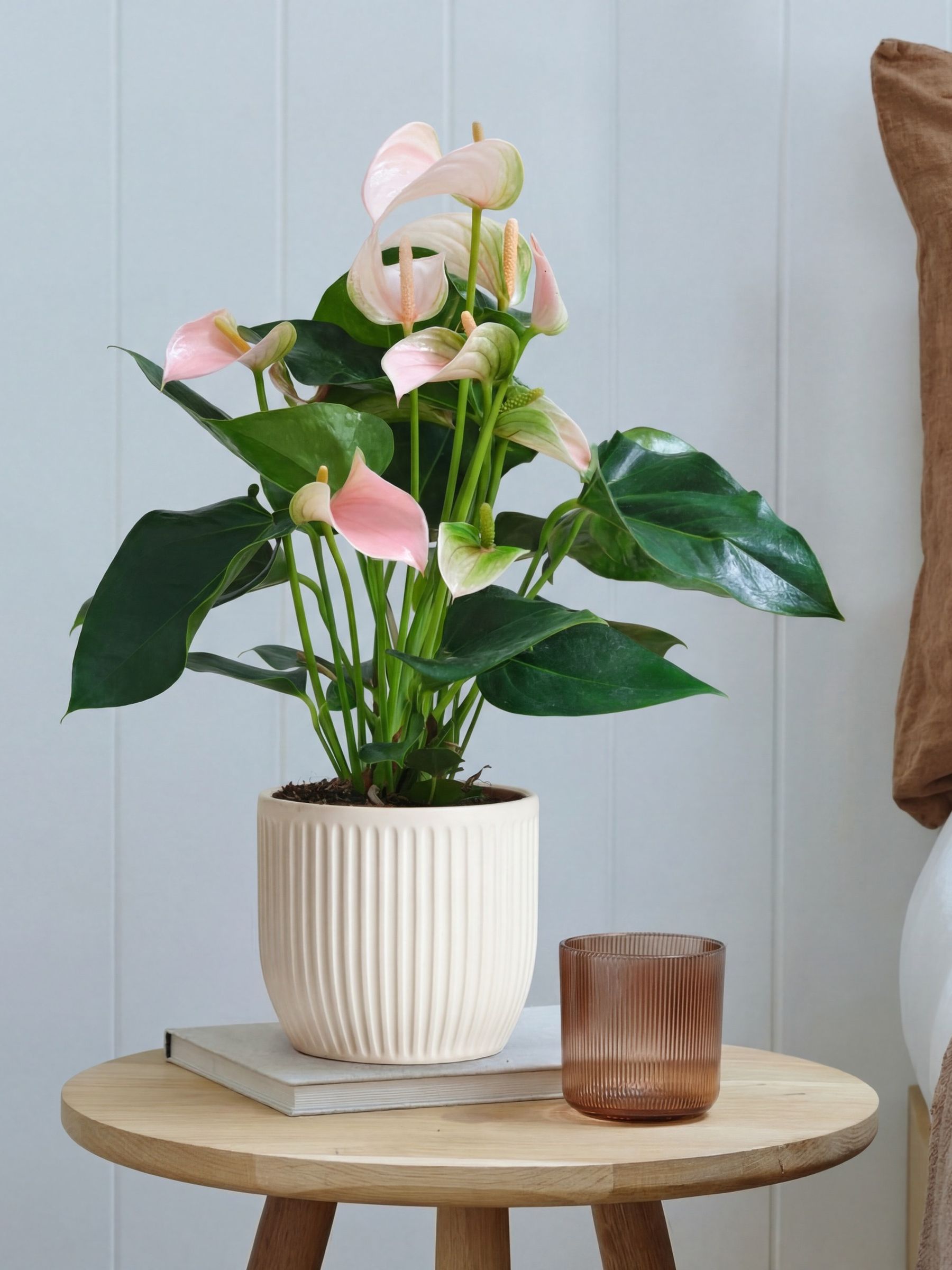 Beards & Daisies White Real Peach Anthurium Plant in Ribbed Pot