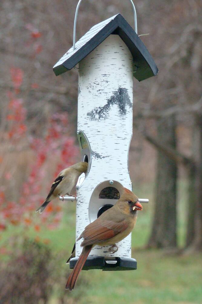 Panacea Birch Log Mixed Bird Seed Tube Feeder, 2-lb
