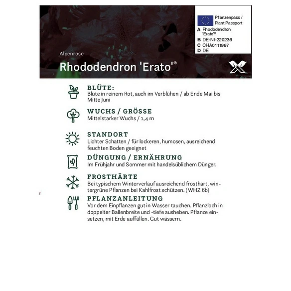 Rhododendron »Erato«, dunkelrot, Höhe: 30 - 40 cm