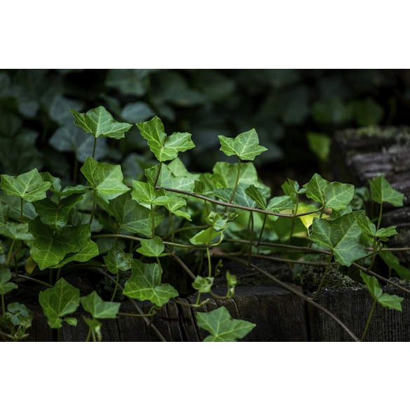 Efeu, Hedera helix, Blätter: grün