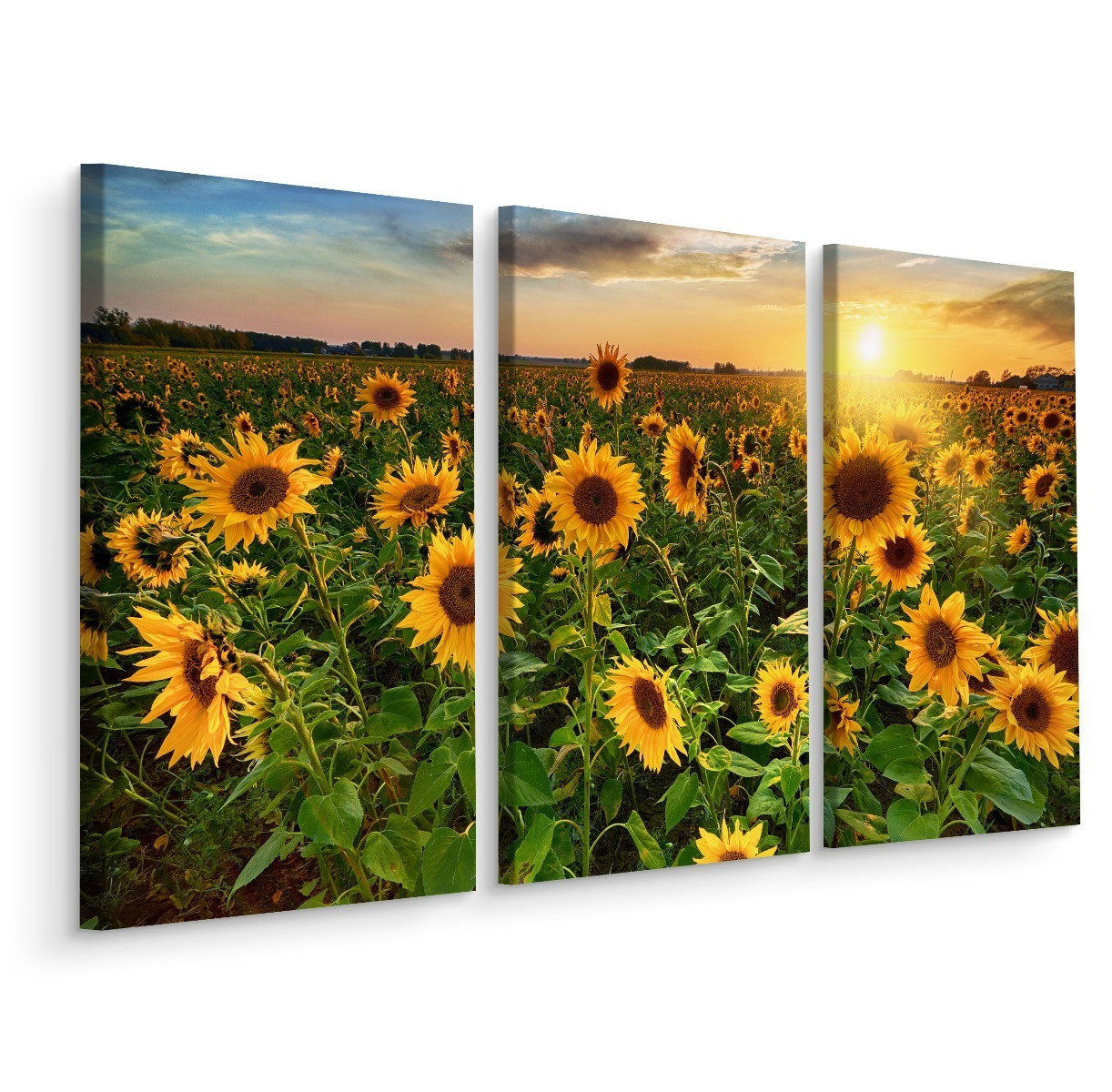 Obraz Tryptyk SŁONECZNIKI Zachód Słońca 3D 60x40cm