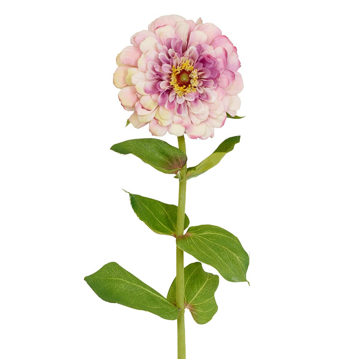 SIMONE - Zinnia Simone