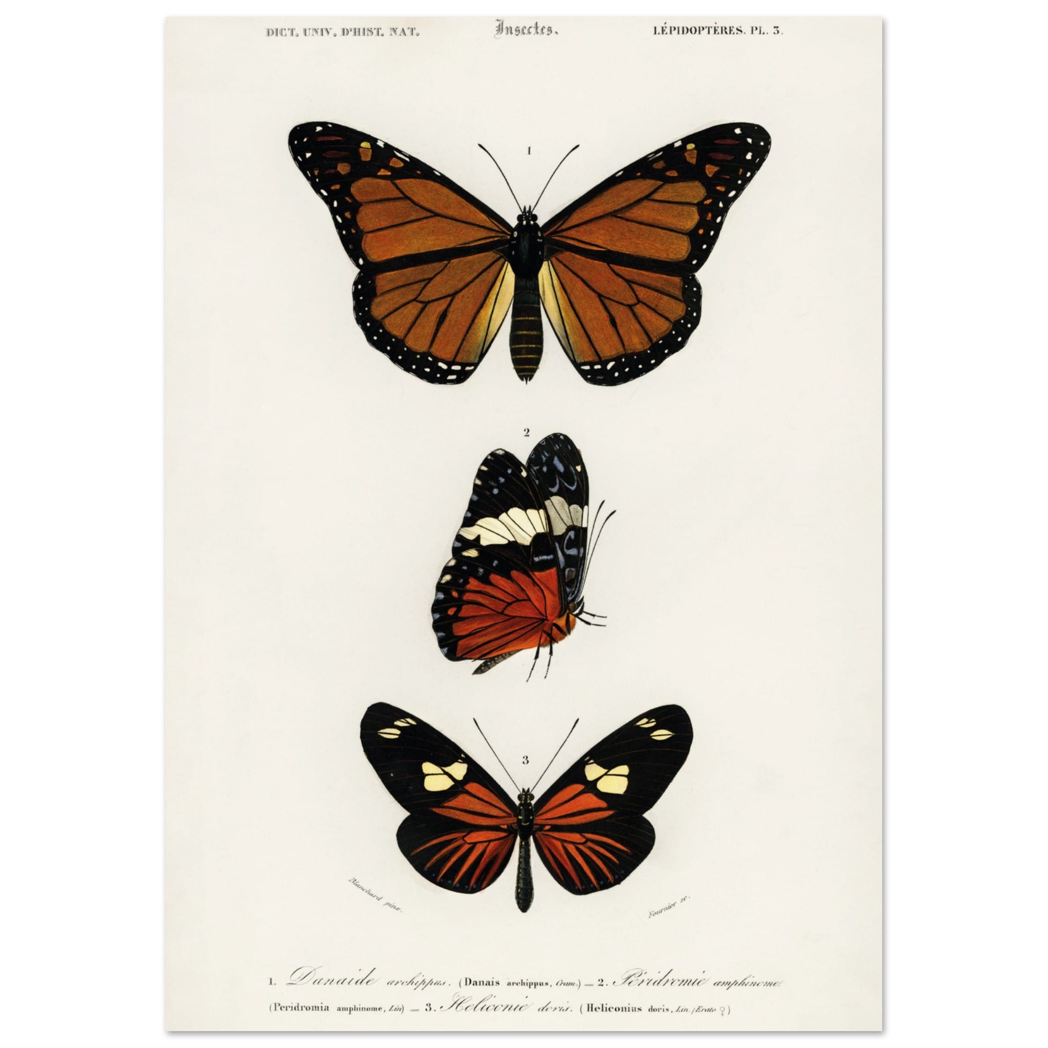 Artfulprints Poster Charles Dessalines d'Orbigny - Butterfly  - A4 21x29.7 cm - Bruin