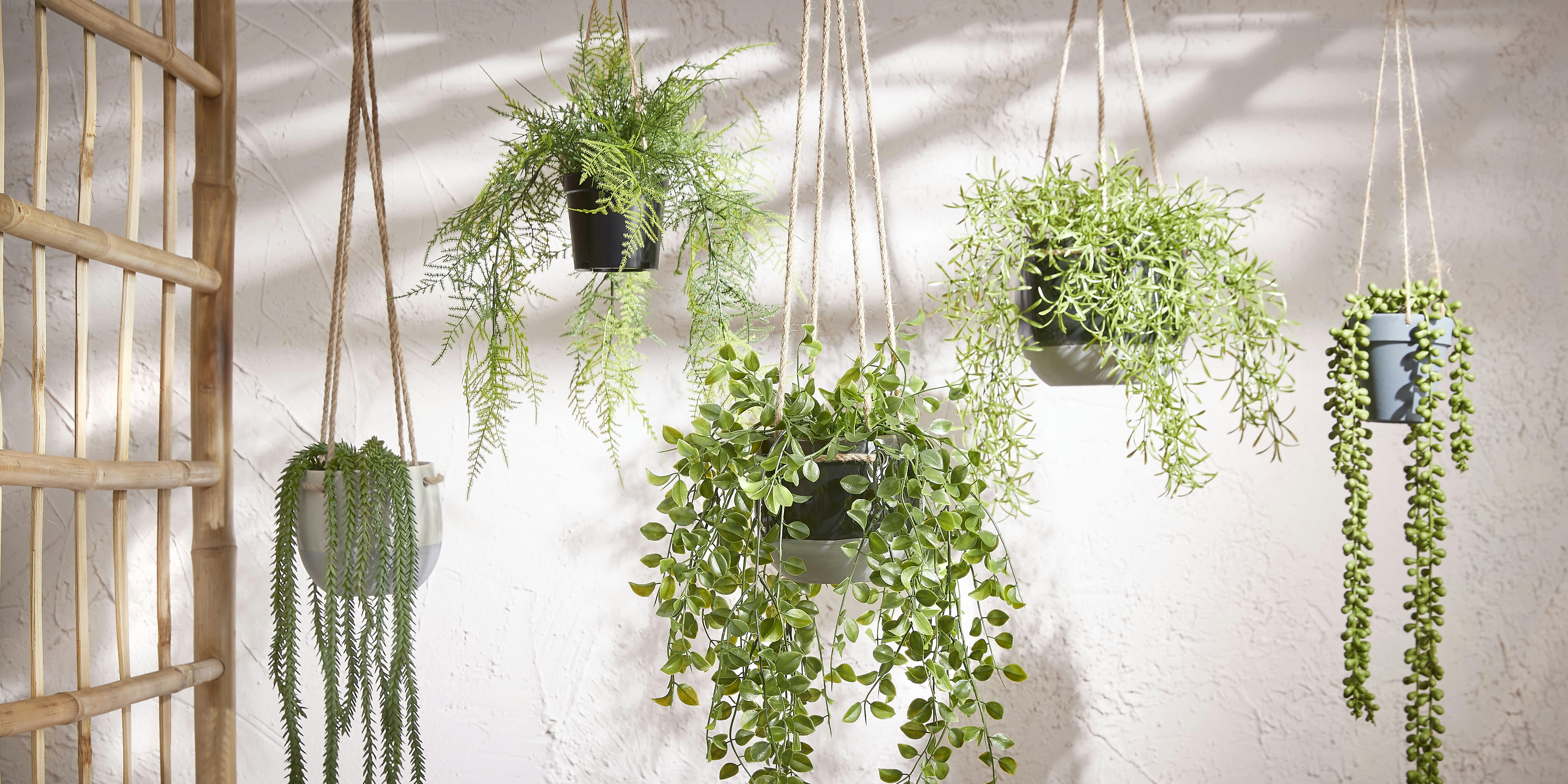 - Senecio artificielle à suspendre vert en pot H56