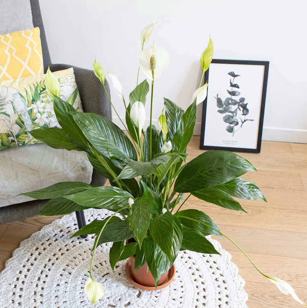 FLEUR DE LUNE - Plante fleur de lune sans cache-pot