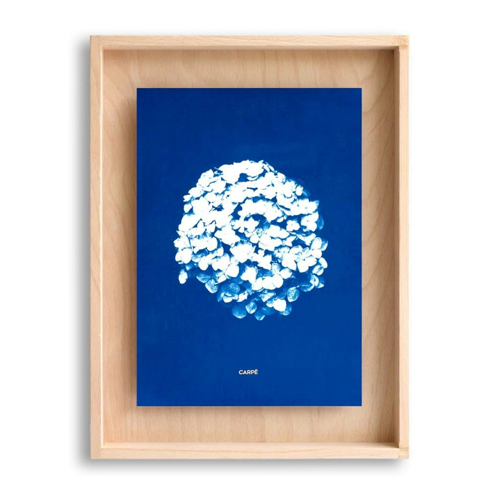 CARPË - Cadre en bois cyanotype hortensia 40x30cm