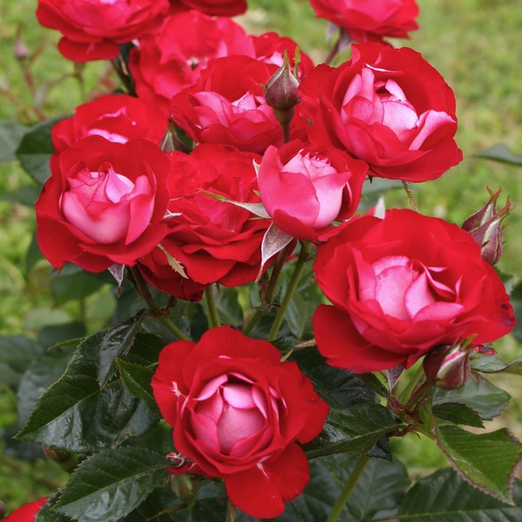 Beetrose, Rosa »Rose der Einheit®«, Blüte: rot, halbgefüllt