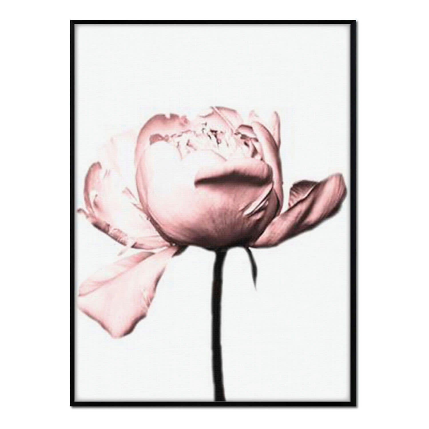 FLORES - Affiche avec cadre noir - Pivoine rose - 50x70