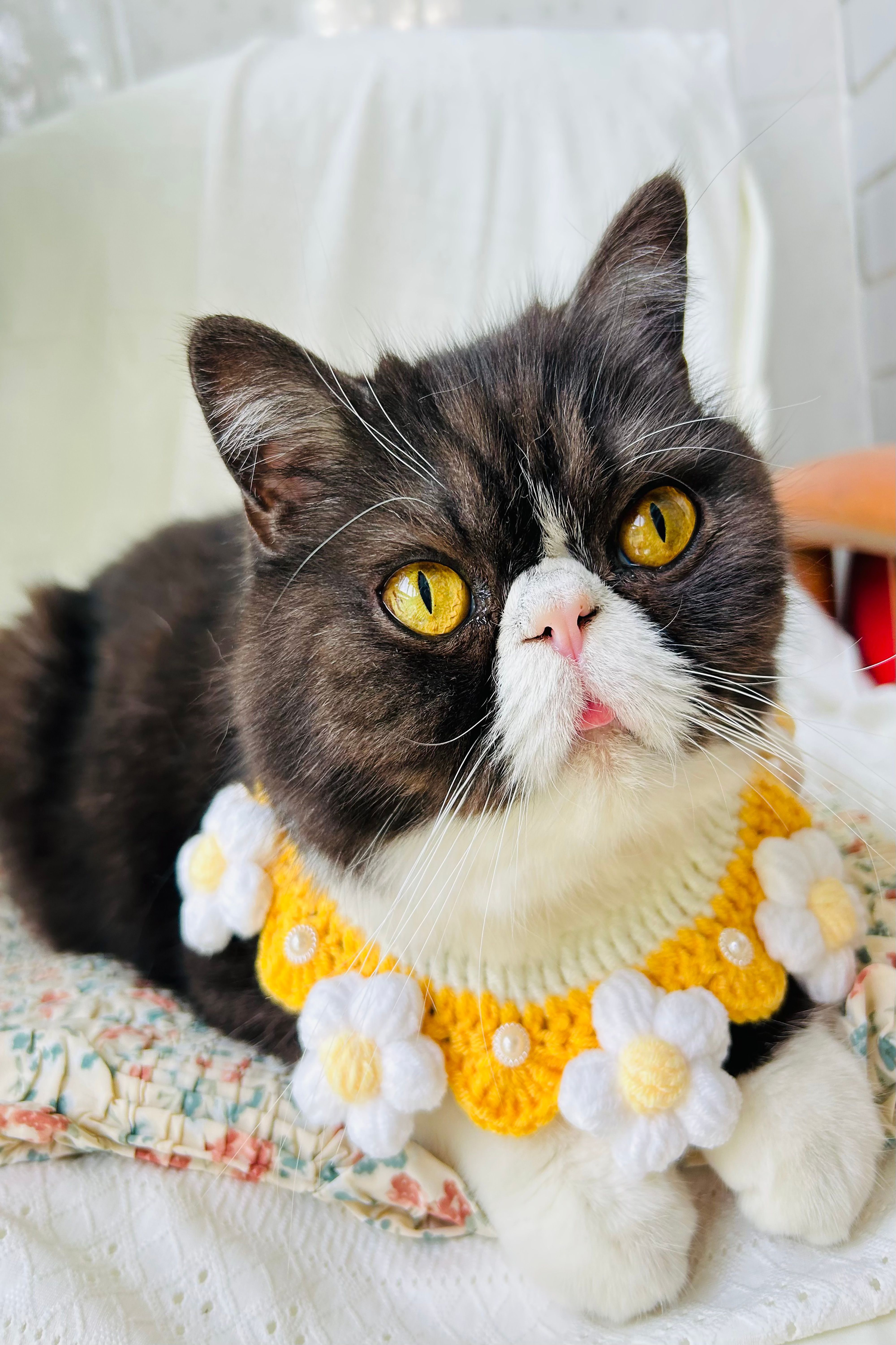 Vellin Crochet Pet Collar with Daisy Detail