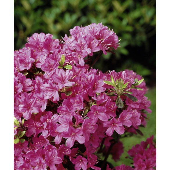Zwerg-Azalee, Azalea japonica »in Sorten«, bunt, Höhe: 20 - 25 cm