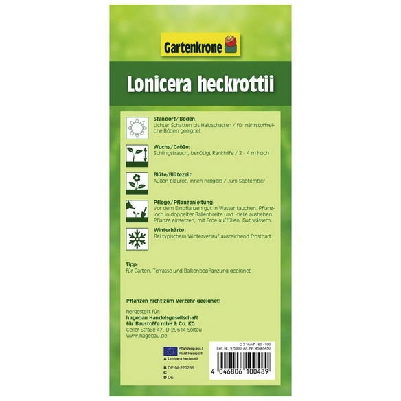 Duftgeißblatt, Lonicera heckrottii, Blüte: zweifarbig