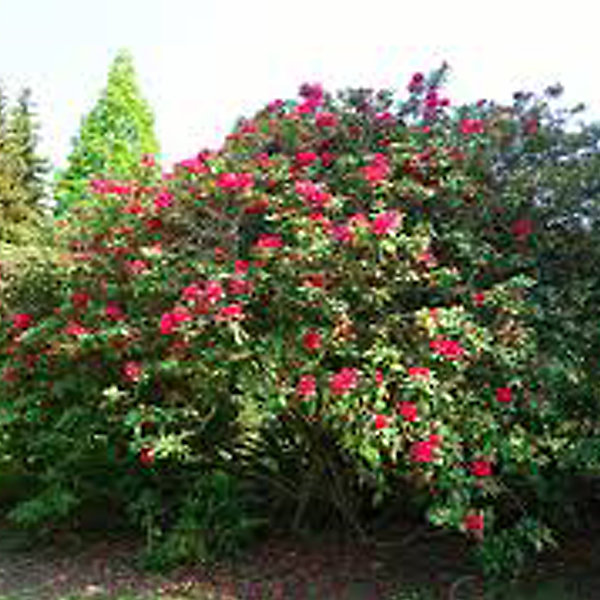 2 x Rhododendron 'Lord Roberts' - 40-50 cm pot