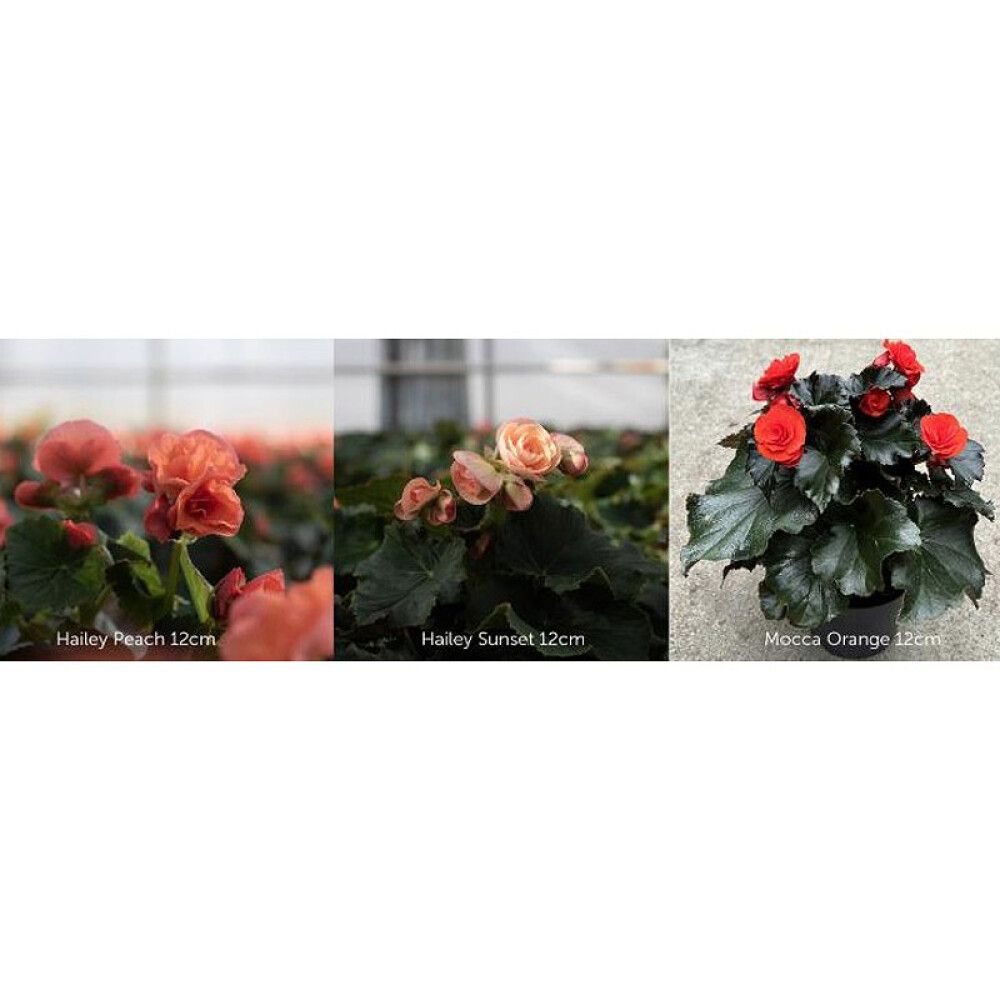 BEGONIA MIX 12CM