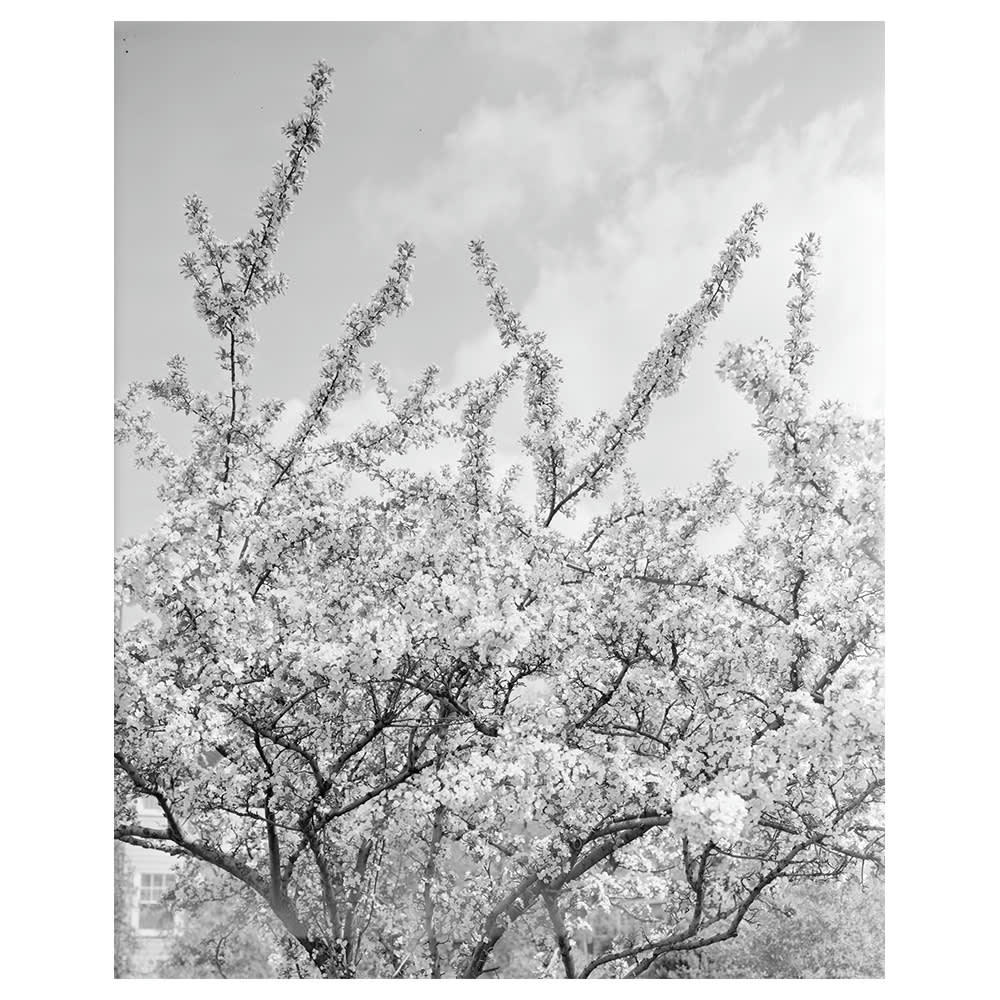- Tableau impression sur toile branches blanches à fleurs 60x90cm