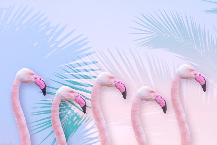 Fototapeta FLAMINGI Liście Tropikalne 3D 90x60cm