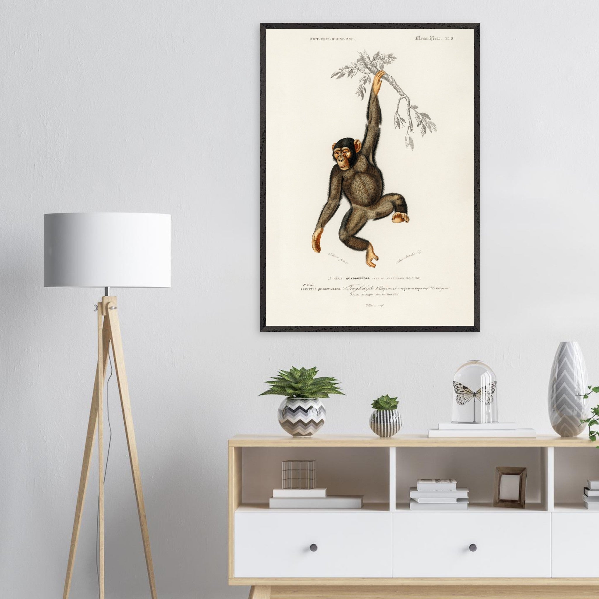 Artfulprints Poster Charles Dessalines d'Orbigny - Chimpangze (troglodyte chimpanze)  - 70x100 cm - Bruin