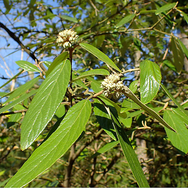 2 x Viorne 'Pragense' - Viburnum 'Pragense'- 40-60 cm pot