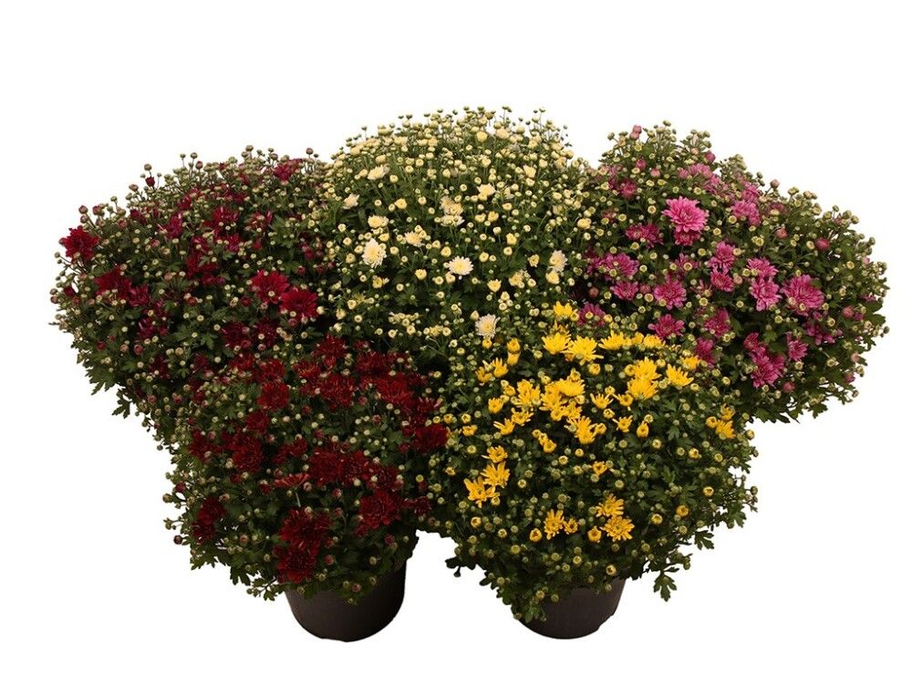 KRYSANTEMUM CARNEVAL MIX POTTE Ø14CM