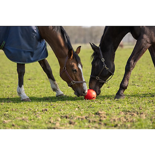 Balle jouet coton / caoutchouc pour cheval orange