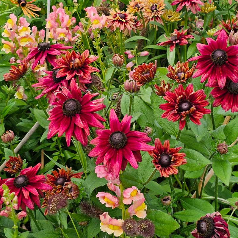 Sommarrudbeckia 'Cherry Brandy'