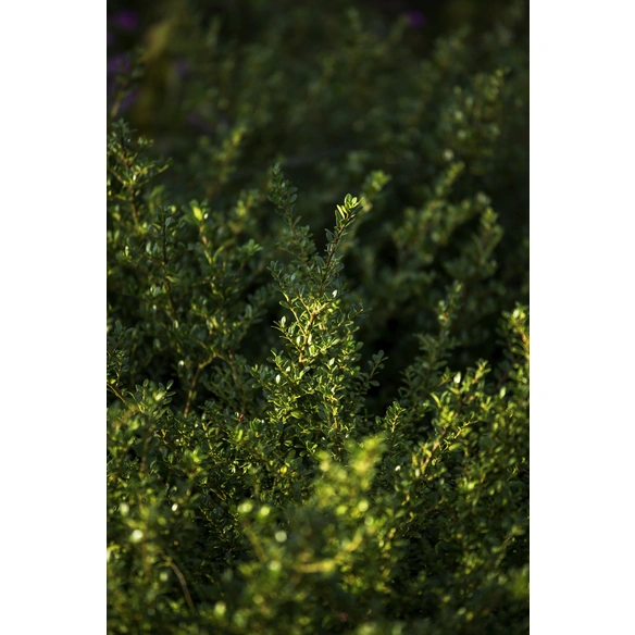 Zwergstechpalme, Ilex crenata »Glorie Gem«, Blätter: grün, Blüten: weiß