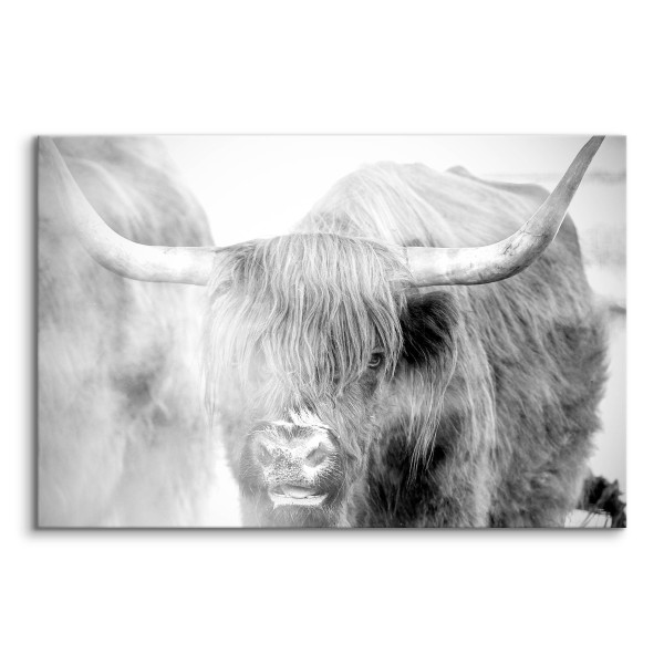 Obraz szkocka krowa na farmie 30x20cm