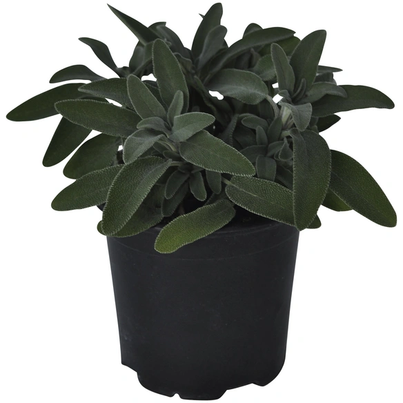 Salbei, Salvia officinalis, aktuelle Pflanzenhöhe ca.: 20 cm, im Topf