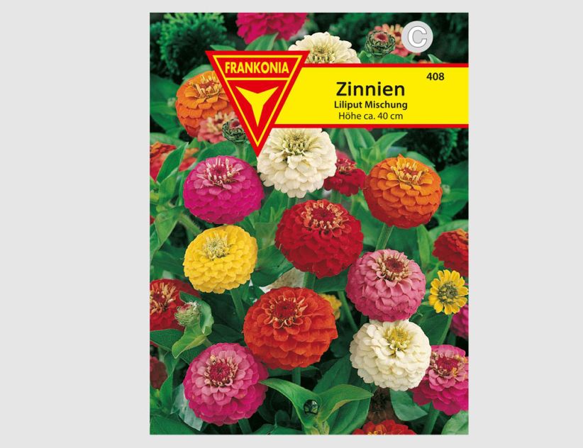Zinnien Liliput