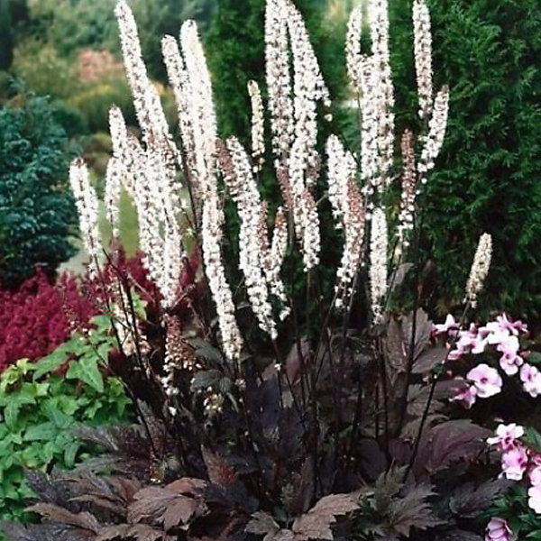 6 x Actée à grappes 'Atropurpurea' - Actaea racemosa 'Atropurpurea'- godet 9cm x 9cm