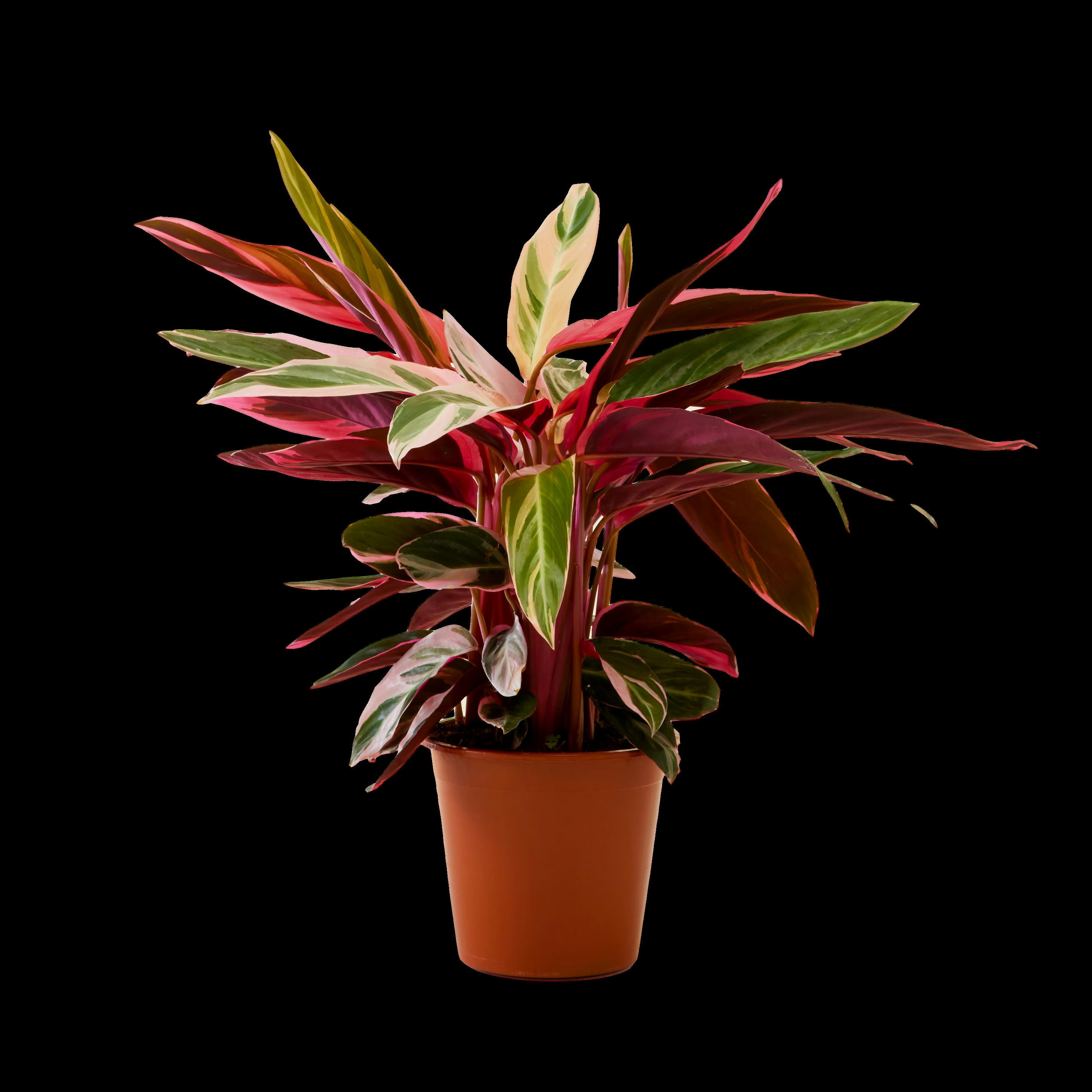 - Plante d'intérieur - Calathea triostar mini