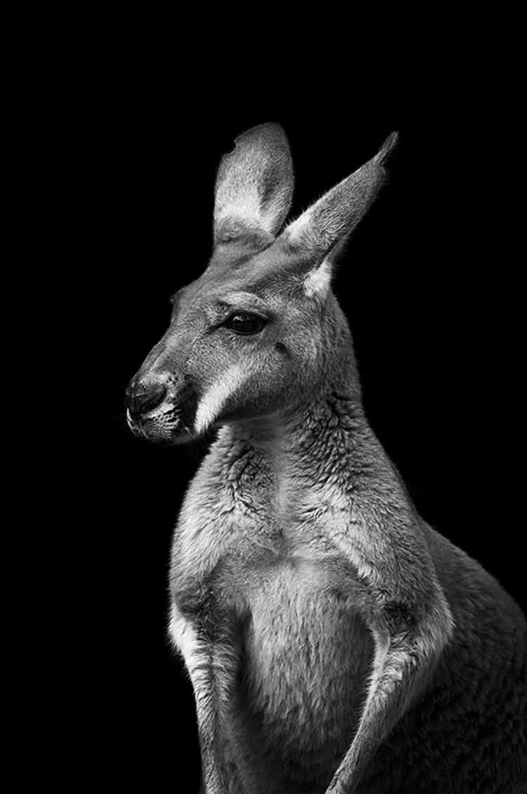 KANGOUROU SANS LUEUR - Photographie d'art de Guillaume Mordacq 40x60 cm sur alu