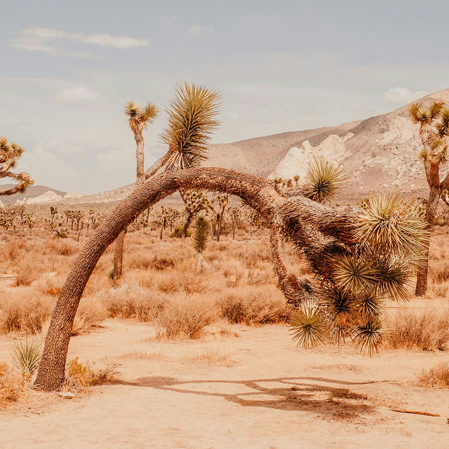 DANSE DE L'AGAVE - Photographie d'art d'Anthony Arbet 80x80 cm sur plexi