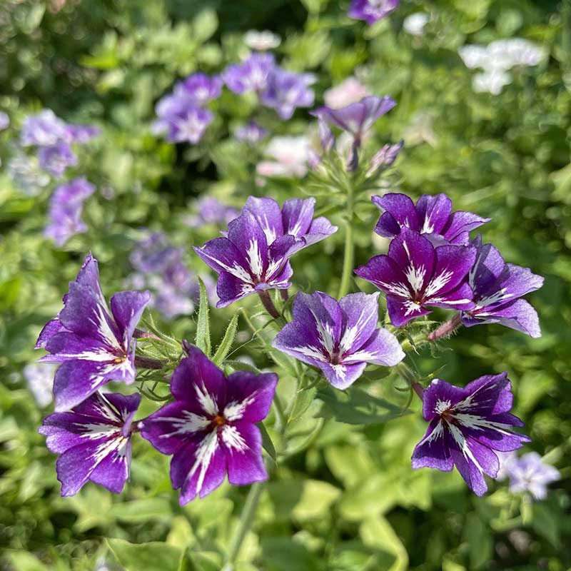 Sommarflox 'Sugar Stars'
