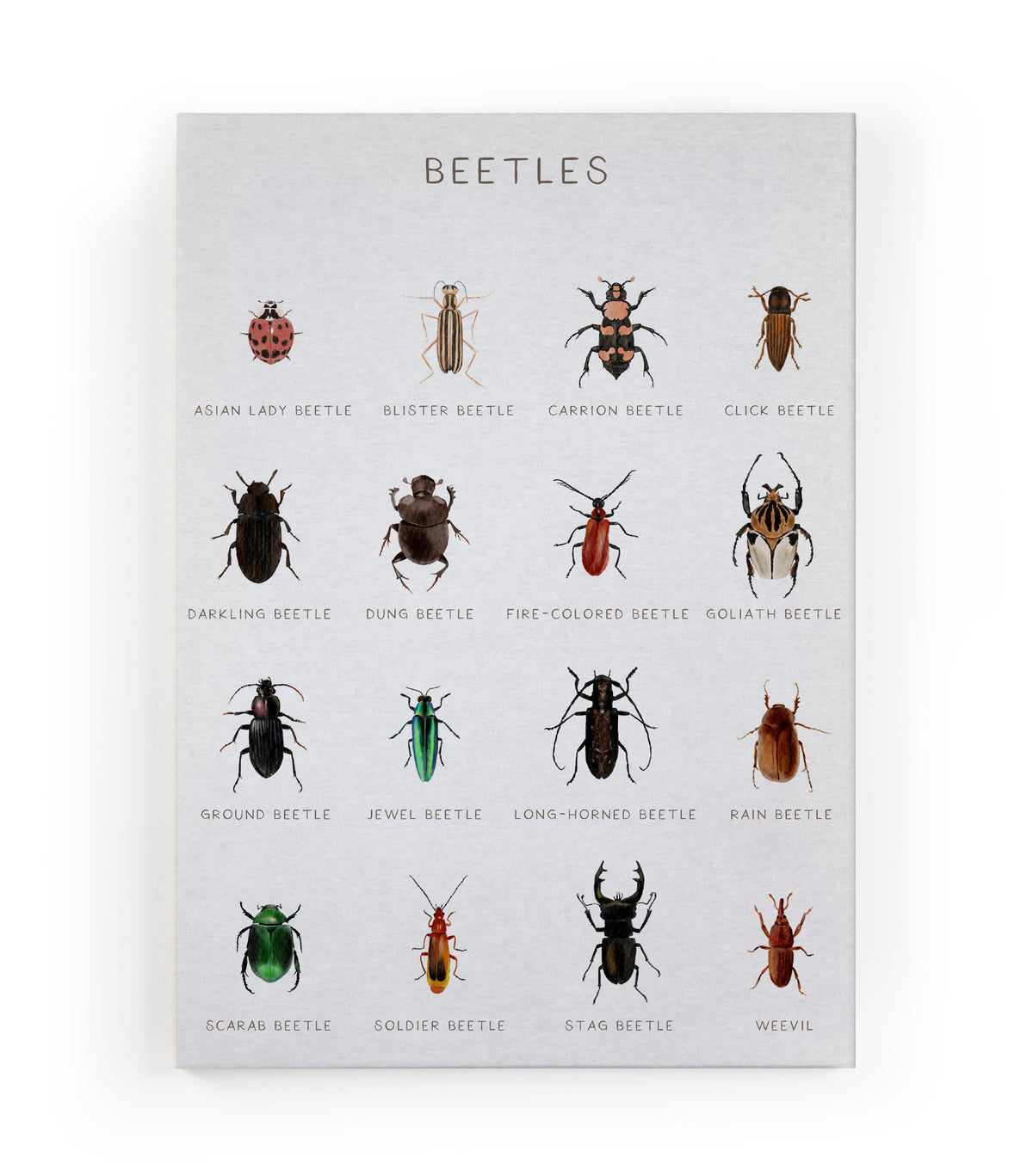 Canvas 60x40 Afdruk Beatles