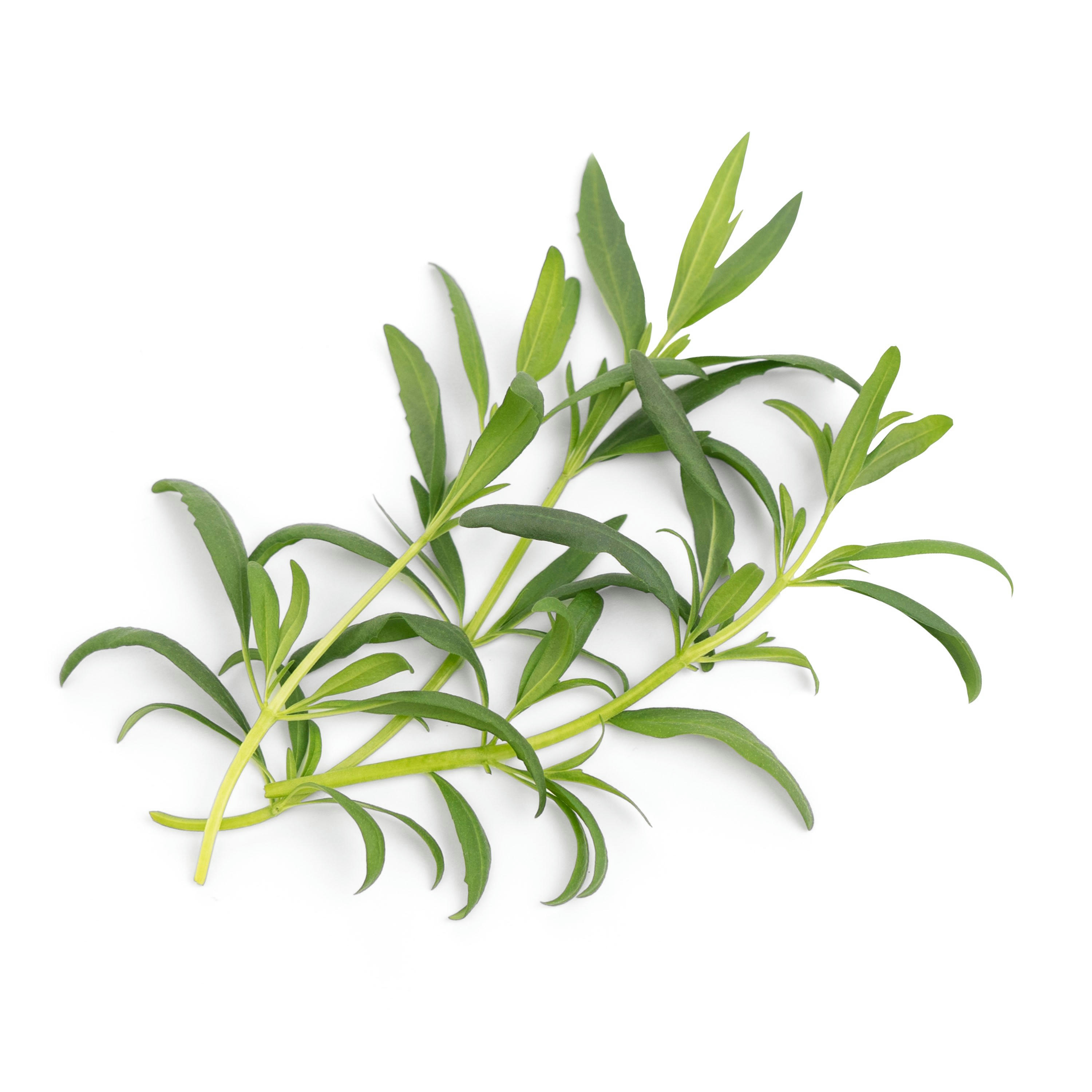 - Lingot Hysope BIO - Recharge prête à l'emploi