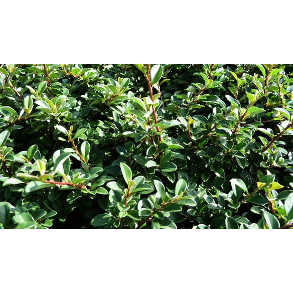 Zwergmispel, Cotonaster dammeri »Eichholz«, Blattfarbe: grün, Blüte: weiß